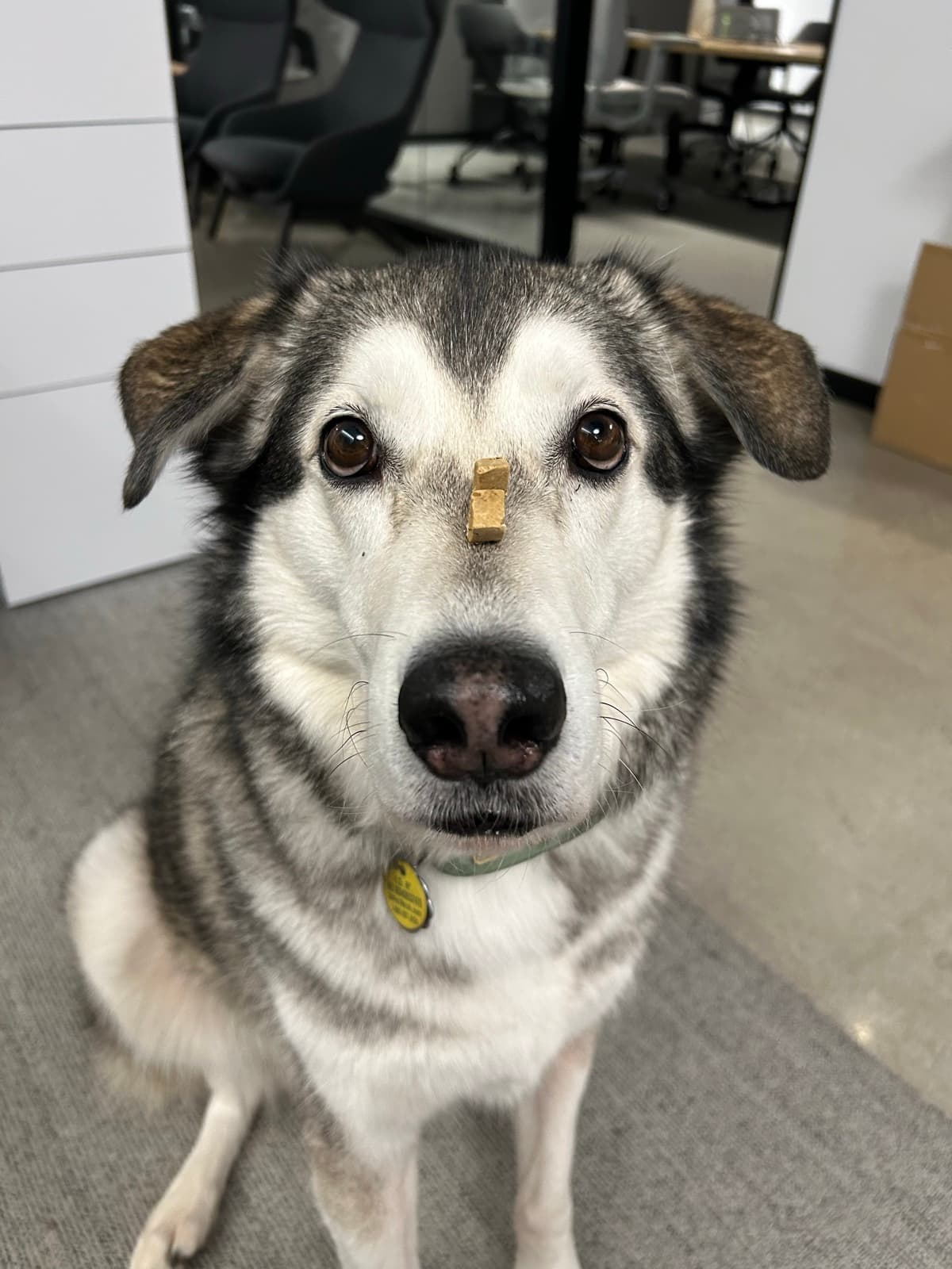 Finn, a grey and white husky mix, sitting still with a treat balanced on his nose