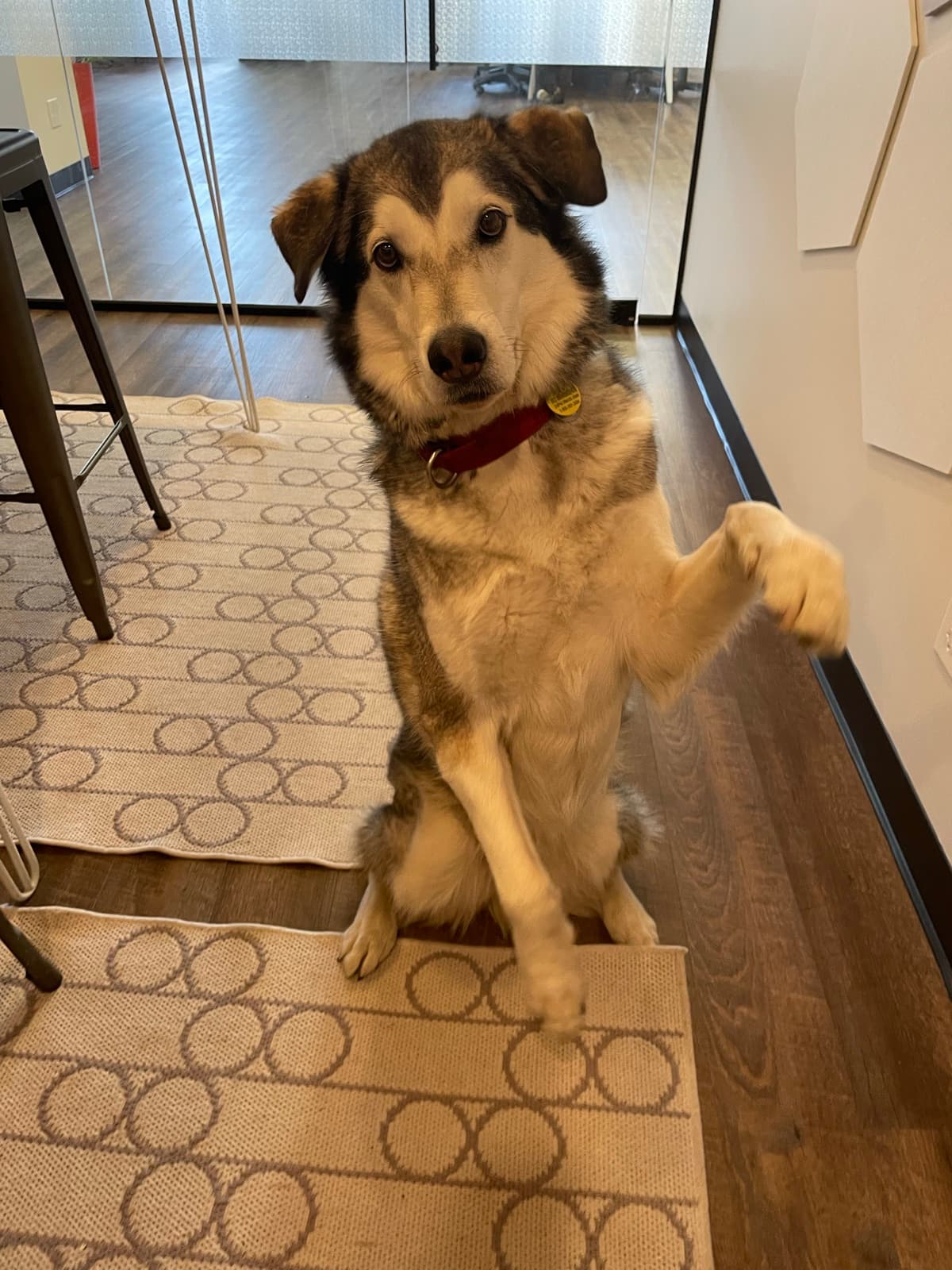Finn sitting on a rug with one paw raised, head tilted towards the camera