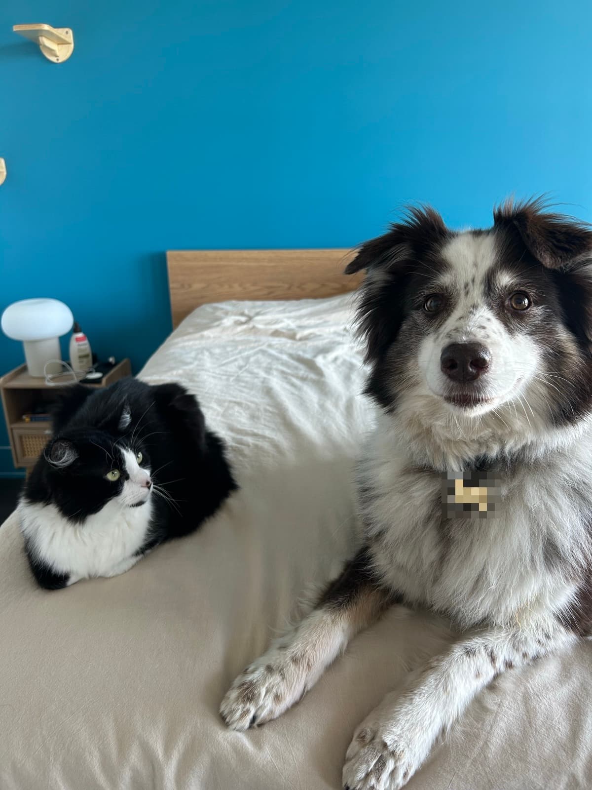 Oliver, a brown and white Australian Shepherd, lying on a bed next to a fluffy black and white cat, against a blue wall