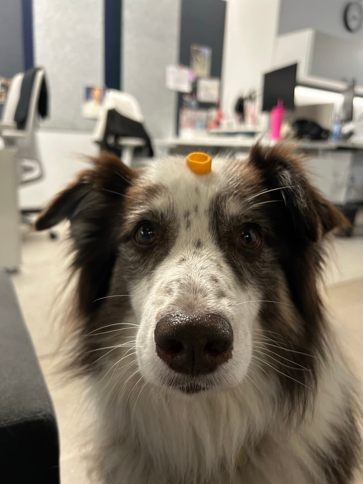 Oliver, a brown and white Australian Shepherd, looking up at the camera with a treat balanced on his head