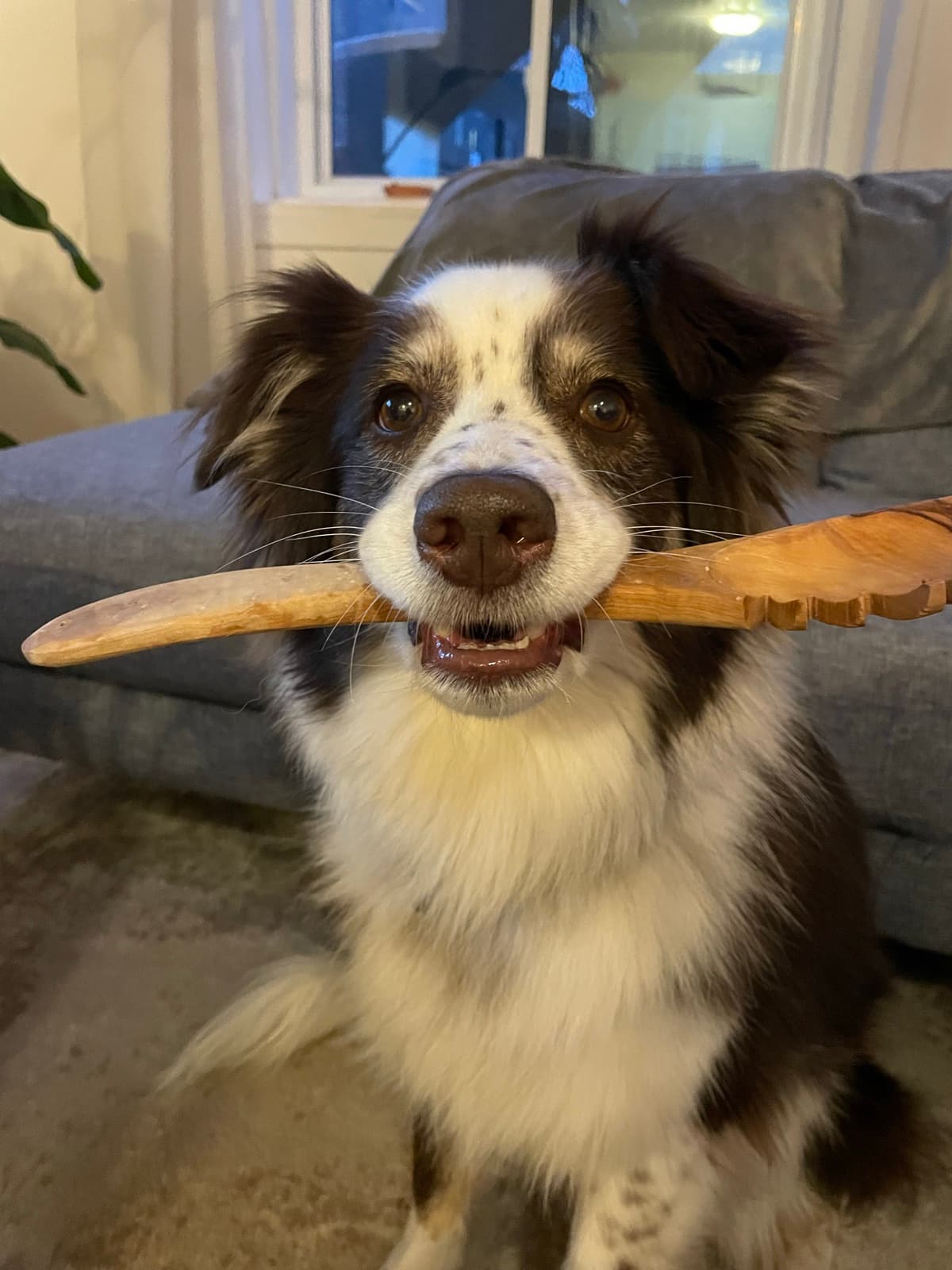 Oliver sitting in front of a sofa holding a wooden spoon in his mouth